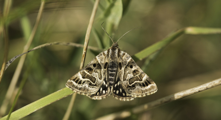 Mother Shipton moth