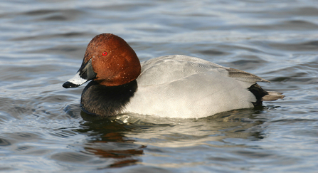 Pochard male