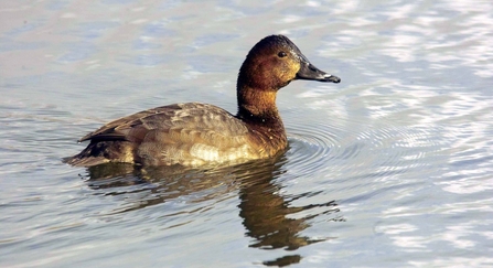 Female pochard