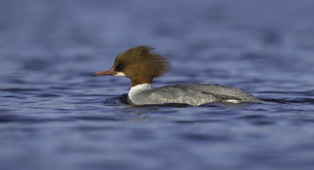 Goosander female