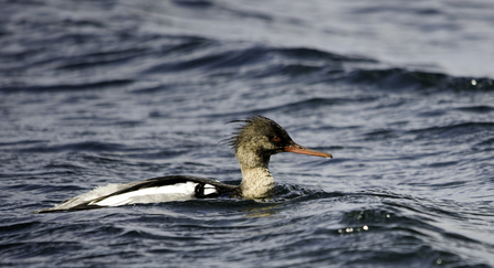 Red-breasted merganser