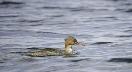 Red-breasted merganser (female)