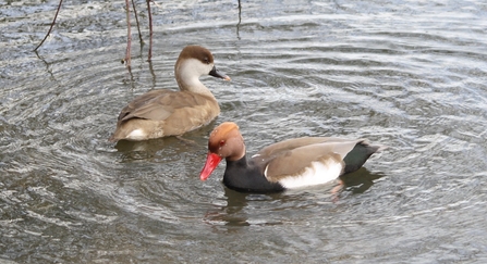 Red crested pochard