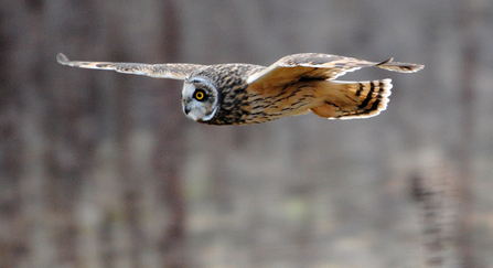 short-eared owl in flight