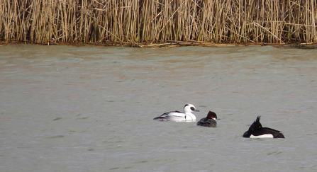 Smew pair