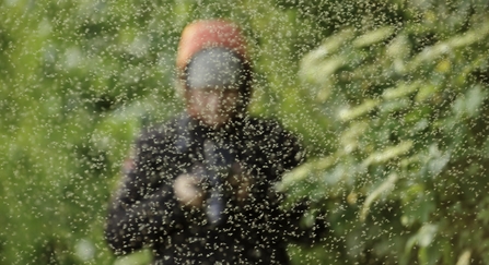 Photographer standing behind swarm of greenflies