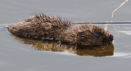 water vole swimming 