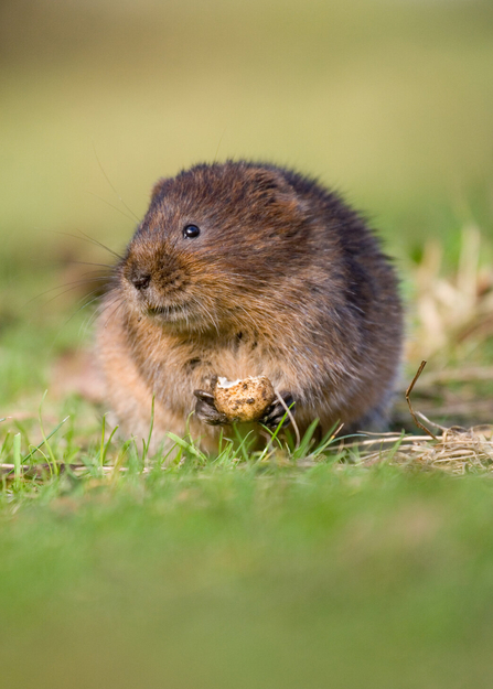 Water vole