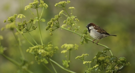 House sparrow perched on branch