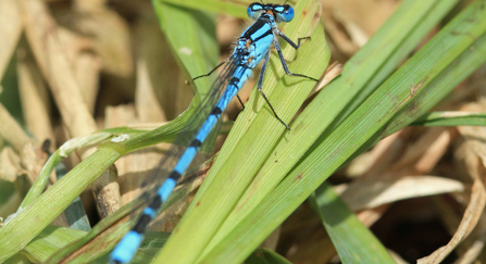 Common blue damselfly 