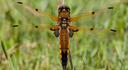 Four-spotted chaser dragonfly