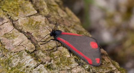 Cinnabar moth 