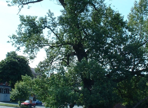 Black Poplar