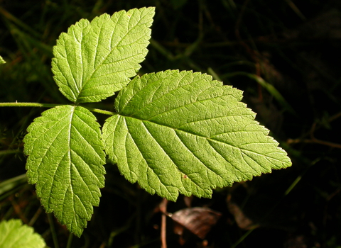Bramble