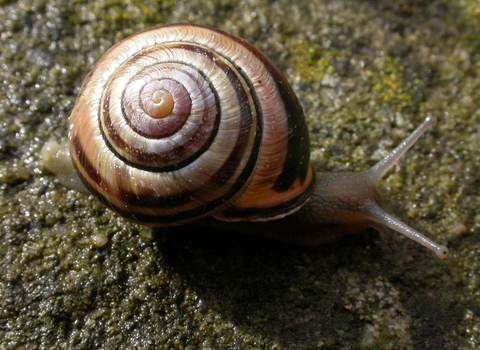 Brown-lipped Snail
