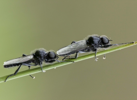 St Mark's Fly