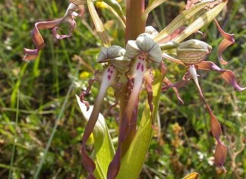 Lizard Orchid