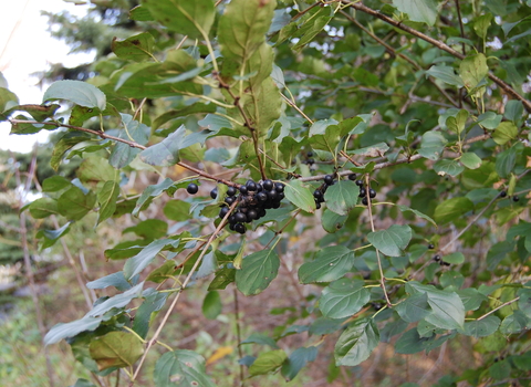 Purging Buckthorn