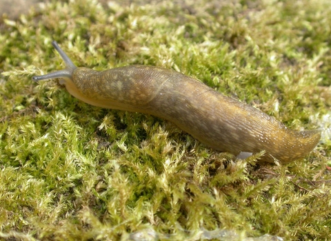 Yellow Slug