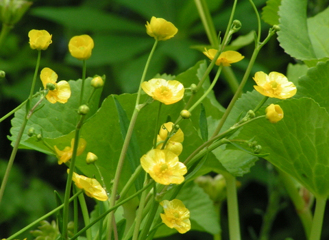 Lesser Spearwort