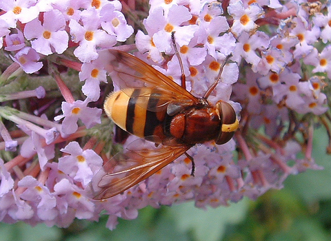 Hornet Mimic Hoverfly