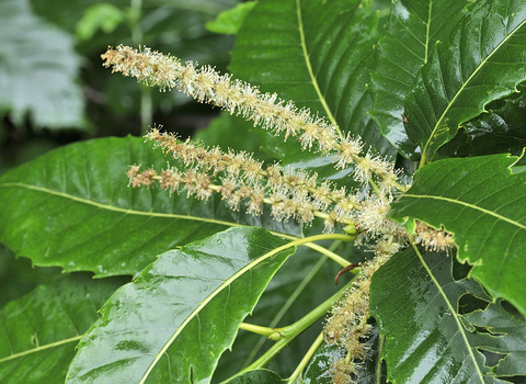 Sweet Chestnut
