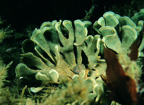 Hornwrack