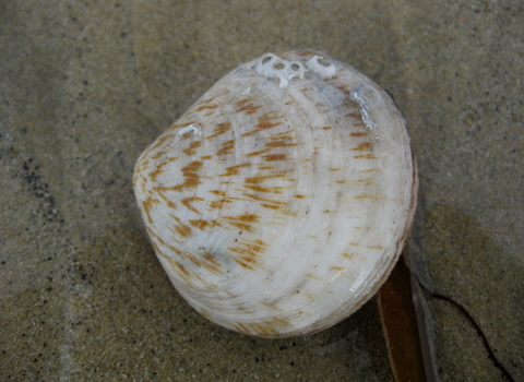 Dog cockle