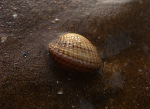 Cockle