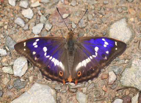 Purple emperor