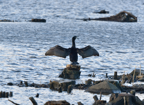 Cormorant stretching wings