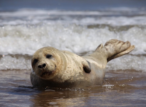 Photo of a seal sunbathing at Crimdon