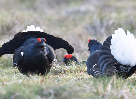 Black grouse lek