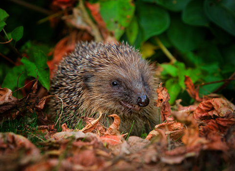 Hedgehog in leaves