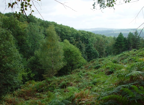View of Milkwellburn woodland