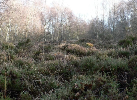 A view of rag path heath nature reserve