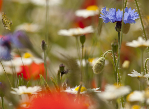 close in of wildflower meadow