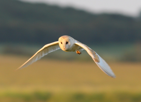 Barn Owl in flight