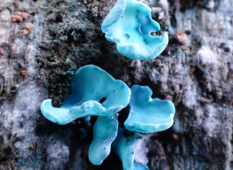 Chlorociboria aeruginescens