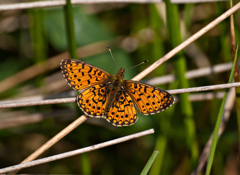 Small pearl-bordered fritillary by Bob Coyle