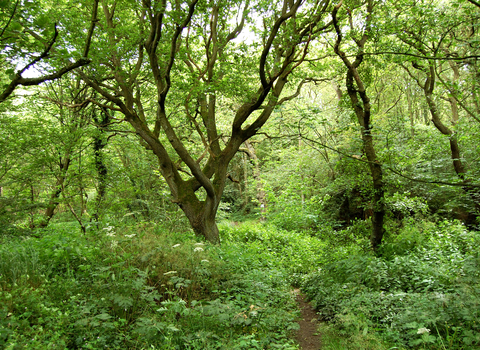 View of Barlow Burn nature reserve