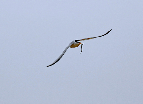 Little tern in flight holding fish