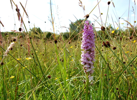 Chopwell Meadows Nature Reserve common spotted orchid