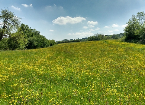 Cross Lane Meadows Nature Reserve