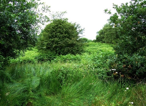 Addison & Hedgefield nature reserve