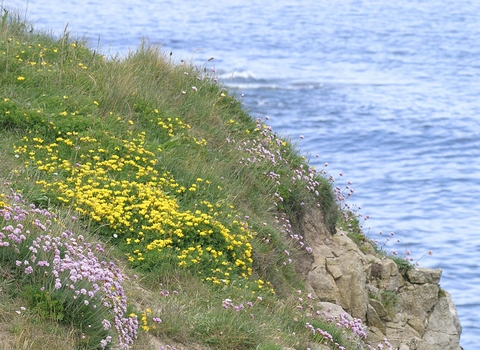 blackhall-rocks-cross-gill-nature-reserve