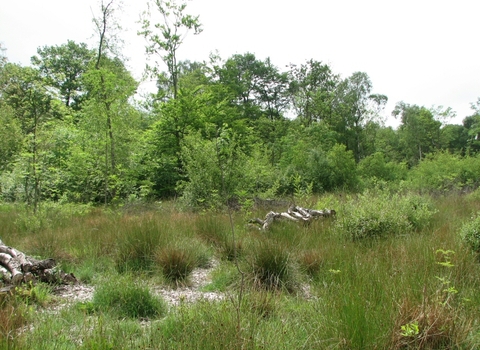 Black Plantation Nature Reserve