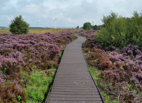 Hedleyhope Fell Nature Reserve