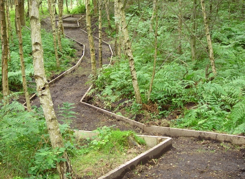 High Wood Nature Reserve