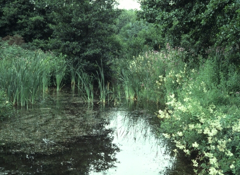 Joe’s Pond Nature Reserve
